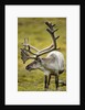 Reindeer, Svalbard, Norway by Anonymous