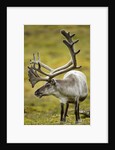 Reindeer, Svalbard, Norway by Anonymous
