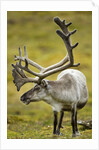 Reindeer, Svalbard, Norway by Anonymous