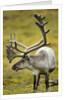Reindeer, Svalbard, Norway by Anonymous