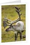 Reindeer, Svalbard, Norway by Anonymous