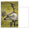 Reindeer, Svalbard, Norway by Anonymous
