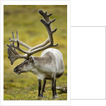 Reindeer, Svalbard, Norway by Anonymous