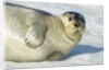 Bearded Seal, Svalbard, Norway by Anonymous