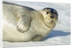 Bearded Seal, Svalbard, Norway by Anonymous