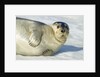 Bearded Seal, Svalbard, Norway by Anonymous