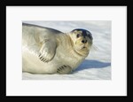 Bearded Seal, Svalbard, Norway by Anonymous
