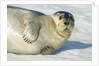 Bearded Seal, Svalbard, Norway by Anonymous