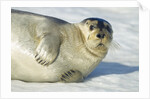Bearded Seal, Svalbard, Norway by Anonymous