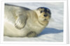 Bearded Seal, Svalbard, Norway by Anonymous