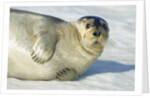 Bearded Seal, Svalbard, Norway by Anonymous