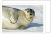 Bearded Seal, Svalbard, Norway by Anonymous