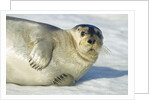 Bearded Seal, Svalbard, Norway by Anonymous