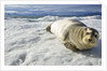 Bearded Seal, Svalbard, Norway by Anonymous