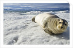 Bearded Seal, Svalbard, Norway by Anonymous