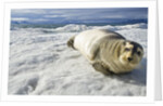 Bearded Seal, Svalbard, Norway by Anonymous