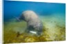 Walrus, Svalbard, Norway by Anonymous