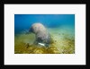 Walrus, Svalbard, Norway by Anonymous