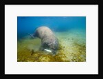 Walrus, Svalbard, Norway by Anonymous