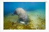 Walrus, Svalbard, Norway by Anonymous