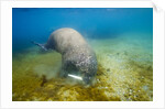 Walrus, Svalbard, Norway by Anonymous