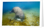 Walrus, Svalbard, Norway by Anonymous