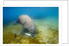 Walrus, Svalbard, Norway by Anonymous