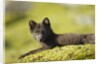 Arctic Fox, Svalbard, Norway by Anonymous