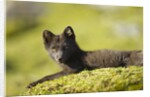 Arctic Fox, Svalbard, Norway by Anonymous