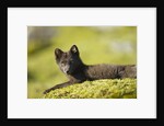 Arctic Fox, Svalbard, Norway by Anonymous