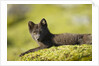 Arctic Fox, Svalbard, Norway by Anonymous