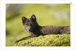 Arctic Fox, Svalbard, Norway by Anonymous