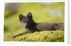 Arctic Fox, Svalbard, Norway by Anonymous