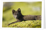 Arctic Fox, Svalbard, Norway by Anonymous
