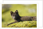Arctic Fox, Svalbard, Norway by Anonymous