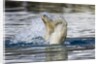 Polar Bear, Svalbard, Norway by Anonymous