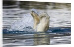 Polar Bear, Svalbard, Norway by Anonymous
