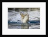 Polar Bear, Svalbard, Norway by Anonymous