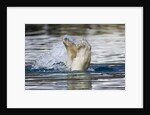 Polar Bear, Svalbard, Norway by Anonymous