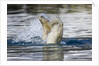 Polar Bear, Svalbard, Norway by Anonymous
