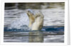 Polar Bear, Svalbard, Norway by Anonymous