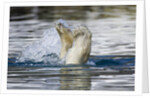 Polar Bear, Svalbard, Norway by Anonymous