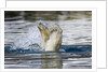 Polar Bear, Svalbard, Norway by Anonymous