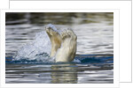 Polar Bear, Svalbard, Norway by Anonymous