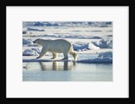 Polar Bear, Svalbard, Norway by Anonymous