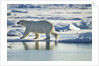Polar Bear, Svalbard, Norway by Anonymous