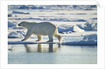 Polar Bear, Svalbard, Norway by Anonymous