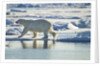 Polar Bear, Svalbard, Norway by Anonymous