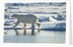 Polar Bear, Svalbard, Norway by Anonymous