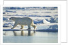 Polar Bear, Svalbard, Norway by Anonymous